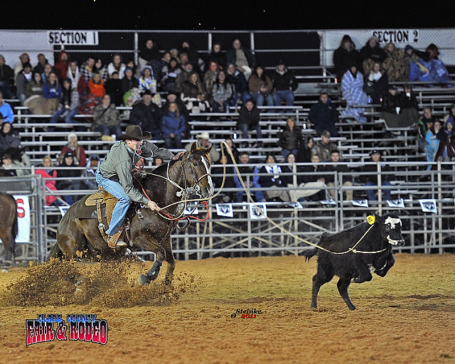 Black and Blue Quarter Horses and Longhorns Alabama